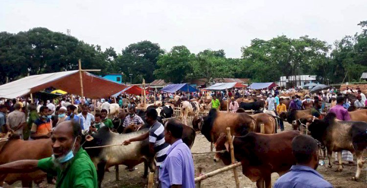 ৬ বছরে  সবচেয়ে কম পশু কোরবানি হয়েছে এবছর