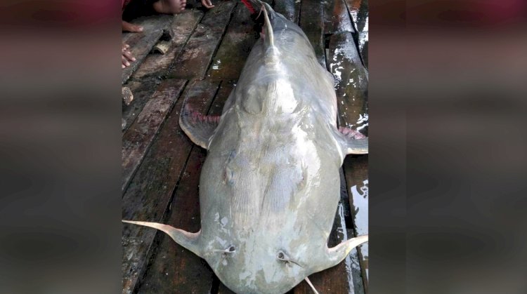 তিস্তায় জেলের জালে ৩৮ কেজি’র বাঘা আইড়, যত দামে বিক্রি হলো